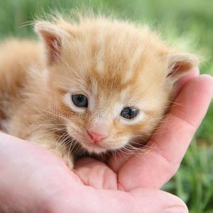 Meet your Posher, Bella